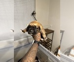 Small Photo #53 Cane Corso-Saint Bernard Mix Puppy For Sale in LIVERMORE, CA, USA