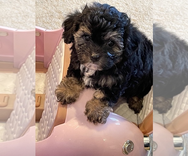 Medium Photo #7 Maltese-Poodle (Toy) Mix Puppy For Sale in SMITHFIELD, VA, USA