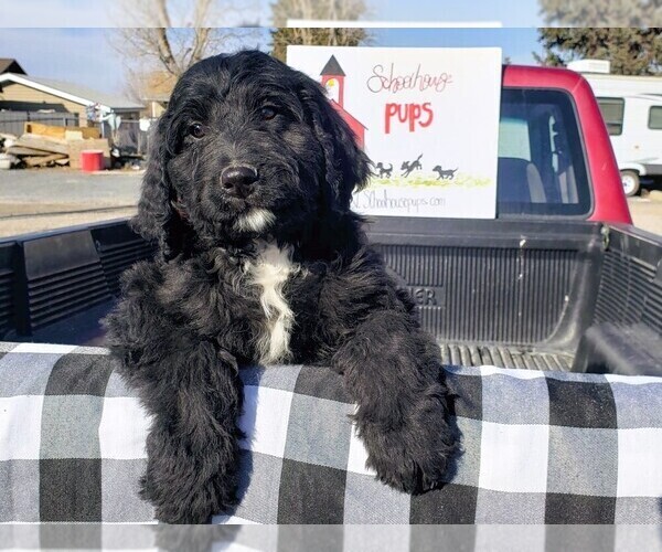 Medium Photo #27 Bernedoodle Puppy For Sale in GRANTSVILLE, UT, USA