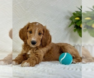 Goldendoodle (Miniature) Puppy for sale in GREENFIELD, IN, USA