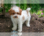 Small #3 Poodle (Miniature)