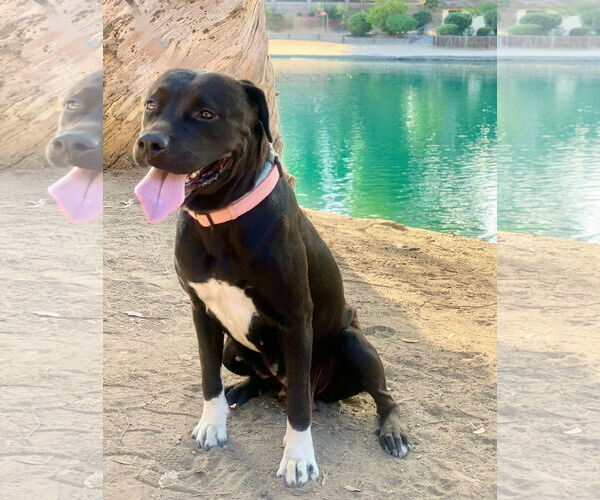 Medium Photo #7 Labrador Retriever-Unknown Mix Puppy For Sale in San Diego, CA, USA