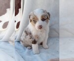 Puppy 7 Australian Shepherd