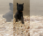 Small Photo #5 Belgian Malinois Puppy For Sale in PALMHURST, TX, USA