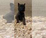 Small #4 Belgian Malinois