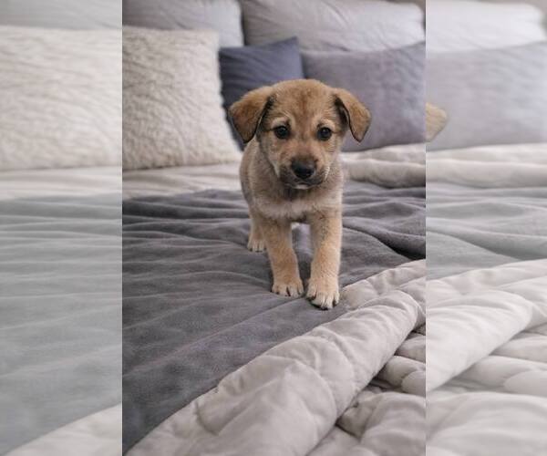 Medium Photo #2 Anatolian Shepherd Puppy For Sale in MIDWAY, UT, USA