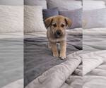 Small #1 Anatolian Shepherd