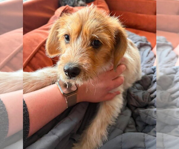Medium Photo #3 Mutt Puppy For Sale in Grafton, WI, USA
