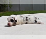 Small #4 Miniature Australian Shepherd