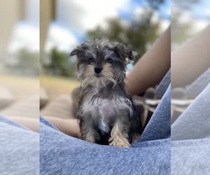 Yorkshire Terrier Puppy for sale in AUSTIN, TX, USA