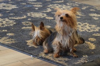 Mother of the Yorkshire Terrier puppies born on 02/16/2018