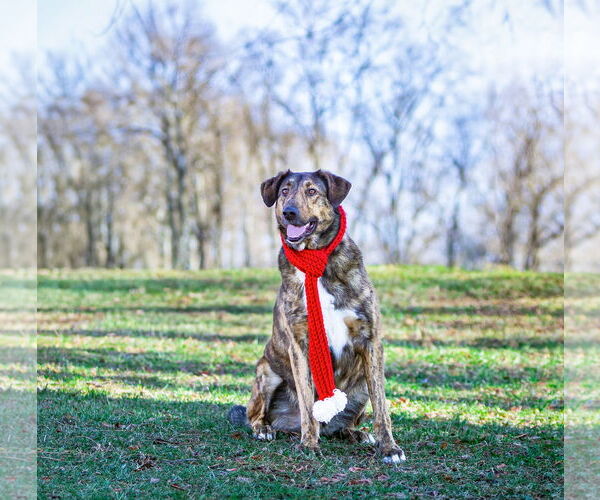 Medium Photo #14 Mutt Puppy For Sale in Unionville, PA, USA