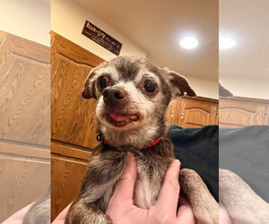 Chihuahua-Unknown Mix Dogs for adoption in New London, WI, USA