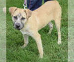 Small #3 Black Mouth Cur Mix