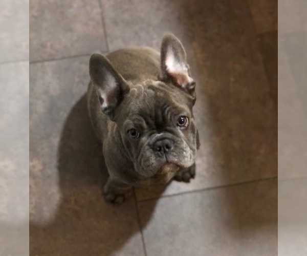 Medium Photo #1 French Bulldog Puppy For Sale in STOCKTON, CA, USA