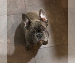 French Bulldog Puppy for Sale in STOCKTON, California USA