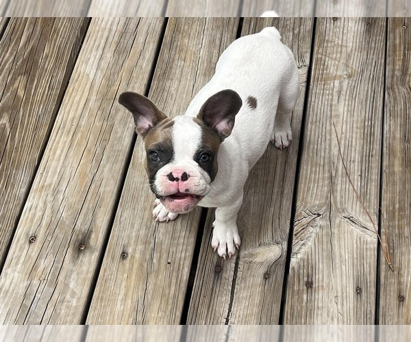 Medium Photo #9 French Bulldog Puppy For Sale in SEBRING, FL, USA