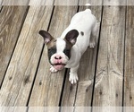 Small #8 French Bulldog