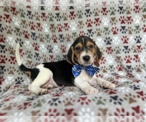 Beagle Puppy for sale in LAKELAND, FL, USA