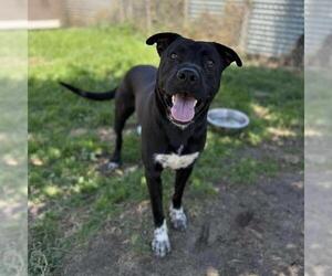 Mutt Dogs for adoption in Modesto, CA, USA