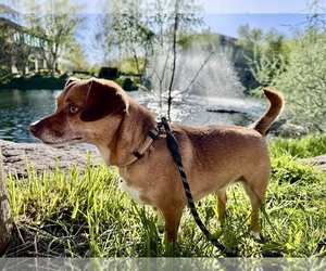 Chipin Puppy for sale in EAGLE, ID, USA