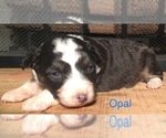 Small Photo #8 Australian Shepherd Puppy For Sale in ARBA, IN, USA