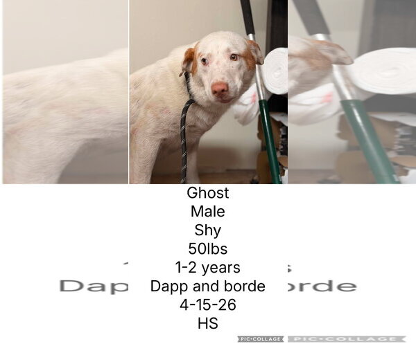 Medium Photo #1 Labrador Retriever-Unknown Mix Puppy For Sale in Plainfield, IL, USA