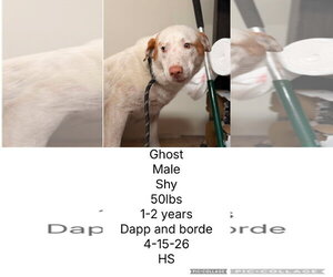 Labrador Retriever-Unknown Mix Dogs for adoption in Plainfield, IL, USA