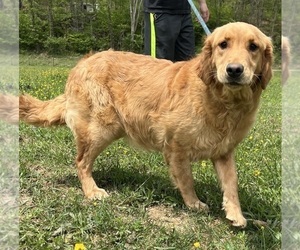 Mother of the Golden Retriever puppies born on 07/31/2026