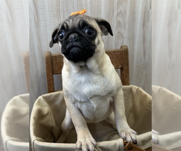 Medium Photo #7 Pug Puppy For Sale in ATHENS, WI, USA