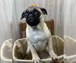 Small #6 Pug