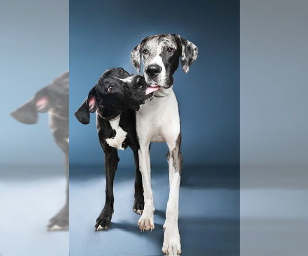 Medium Photo #3 Great Dane Puppy For Sale in Buffalo, MN, USA