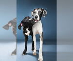 Small #2 Great Dane