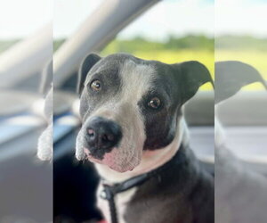 Violet - Female Bullypit Dog for Adoption - Photo #3