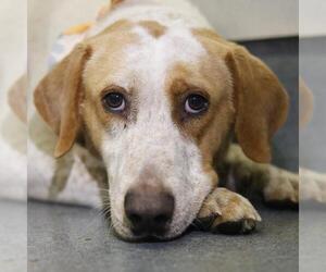 Labrador Retriever-Unknown Mix Dogs for adoption in San Antonio, TX, USA