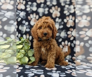 Cock-A-Poo Puppy for sale in KIRKWOOD, PA, USA