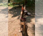 Small Photo #5 Mutt Puppy For Sale in Imlay City, MI, USA