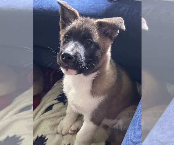 Medium Photo #7 Akita Puppy For Sale in HOUSTON, TX, USA