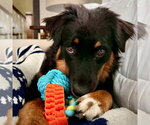 Small #3 Australian Shepherd