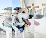 Small #19 Siberian Husky Mix