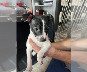 Rat Terrier Puppy for sale in HUDSON, WI, USA