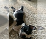 Small #5 Boston Terrier