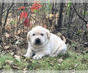 Labrador Retriever Puppy for sale in AUGUSTA, WI, USA