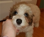 Small #8 Bernedoodle (Miniature)