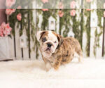 Small Photo #6 Bulldog Puppy For Sale in WARSAW, IN, USA