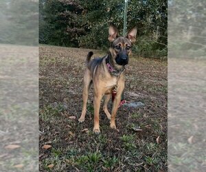 German Shepherd Dog-Unknown Mix Dogs for adoption in Attalka, AL, USA