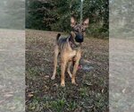 Small Photo #1 German Shepherd Dog-Unknown Mix Puppy For Sale in Attalka, AL, USA