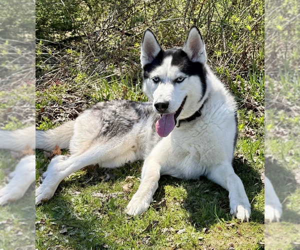 Medium Photo #2 Siberian Husky Puppy For Sale in Cranford, NJ, USA