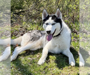 Ghost - Male Siberian Husky Dog for Adoption - Photo #2