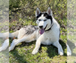 Small Photo #2 Siberian Husky Puppy For Sale in Cranford, NJ, USA